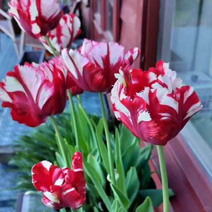 Tulipa 'Estella Rijnveld' Seeds