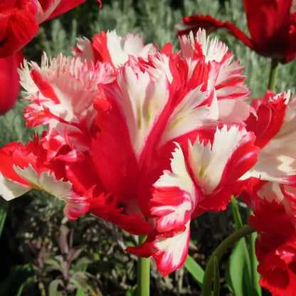 Tulipa 'Estella Rijnveld' Seeds