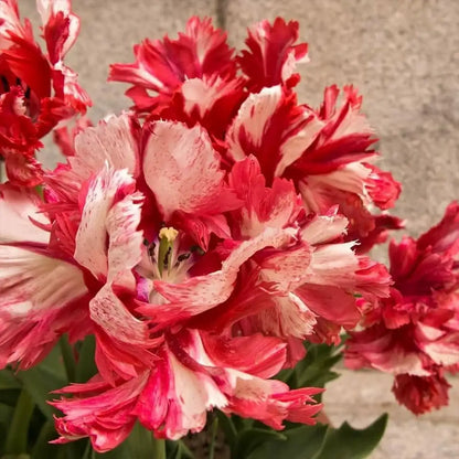 Tulipa 'Estella Rijnveld' Seeds