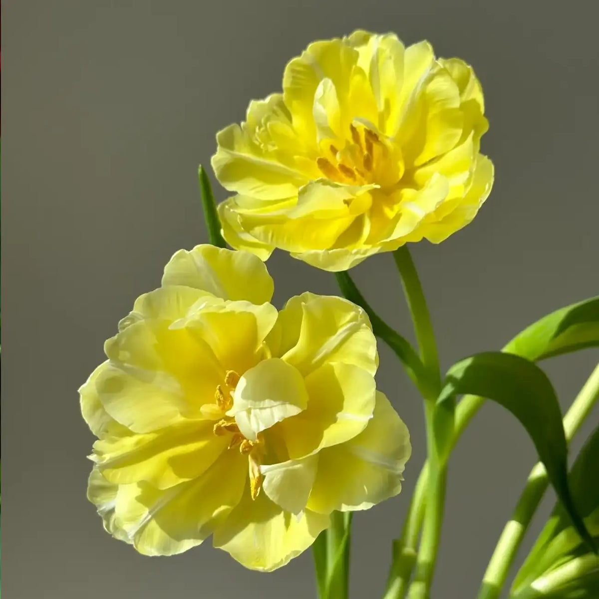 Tulipa 'Vanilla Parfait' Seeds