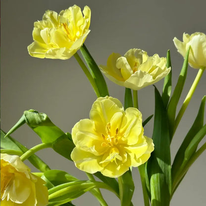 Tulipa 'Vanilla Parfait' Seeds