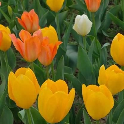 Mixed Color Tulip Flower Seeds - True Seeds
