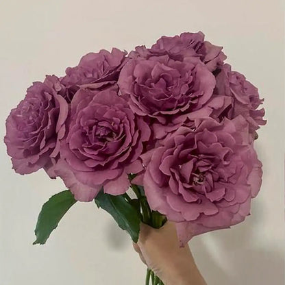 Twilight Rose Seeds