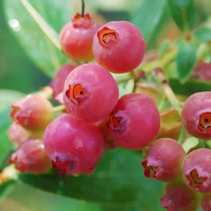 Vaccinium 'Pink Lemonade' Blueberry