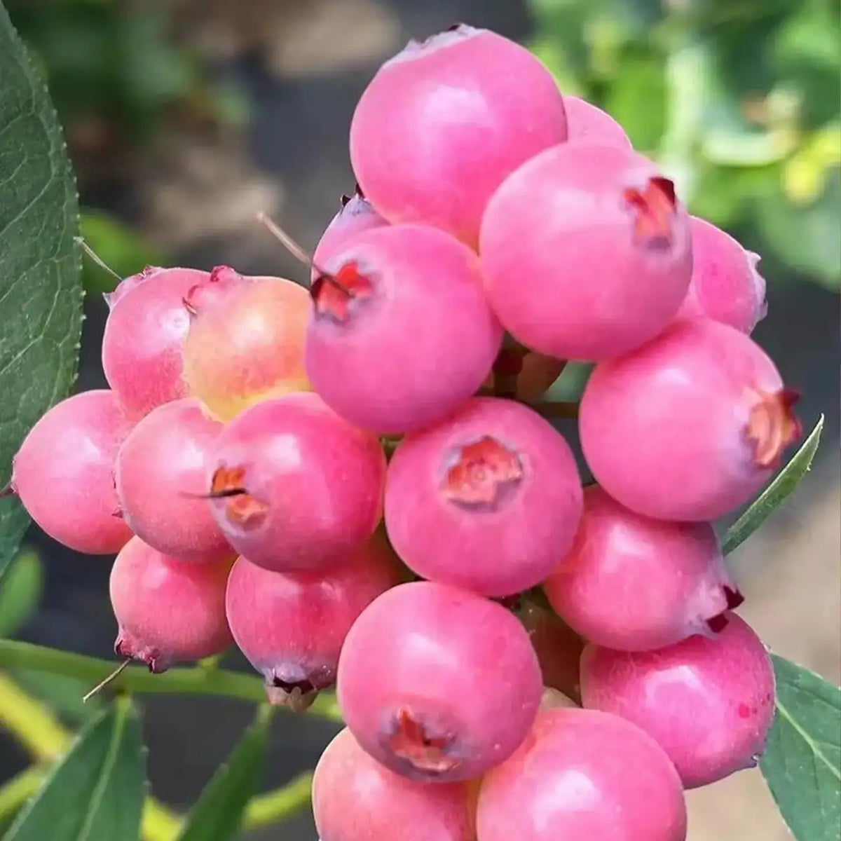 Vaccinium 'Pink Lemonade' Blueberry