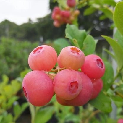 Vaccinium 'Pink Lemonade' Blueberry