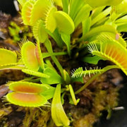 Venus Flytrap Seeds (Dionaea muscipula)