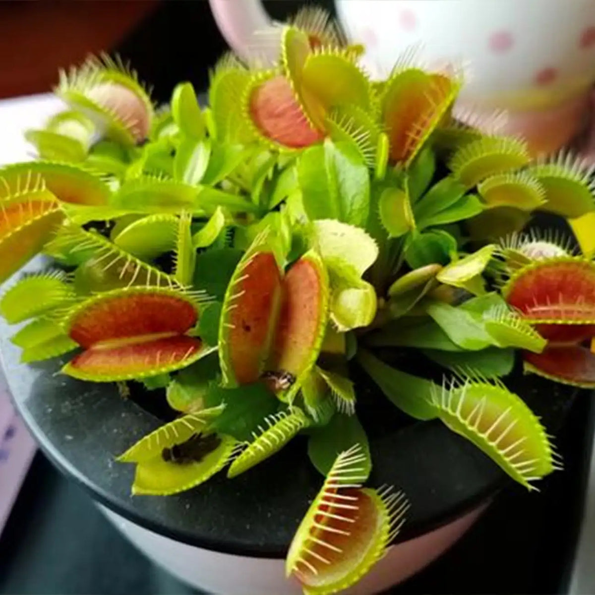 Venus Flytrap Seeds (Dionaea muscipula)