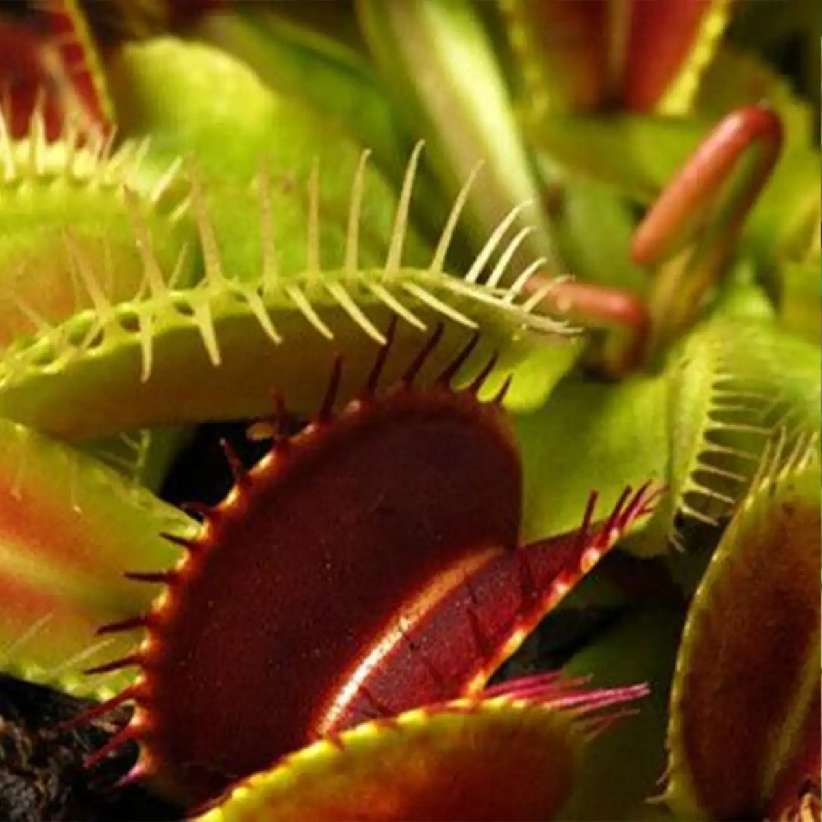 Venus Flytrap Seeds (Dionaea muscipula)