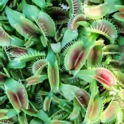 Venus Flytrap Seeds (Dionaea muscipula)