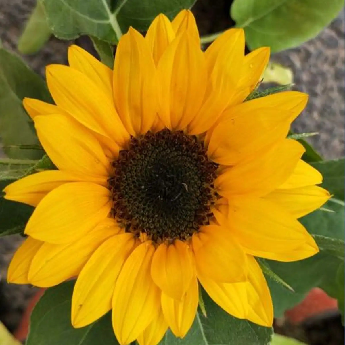 Vincent's Fresh Orange Sunflower Seeds