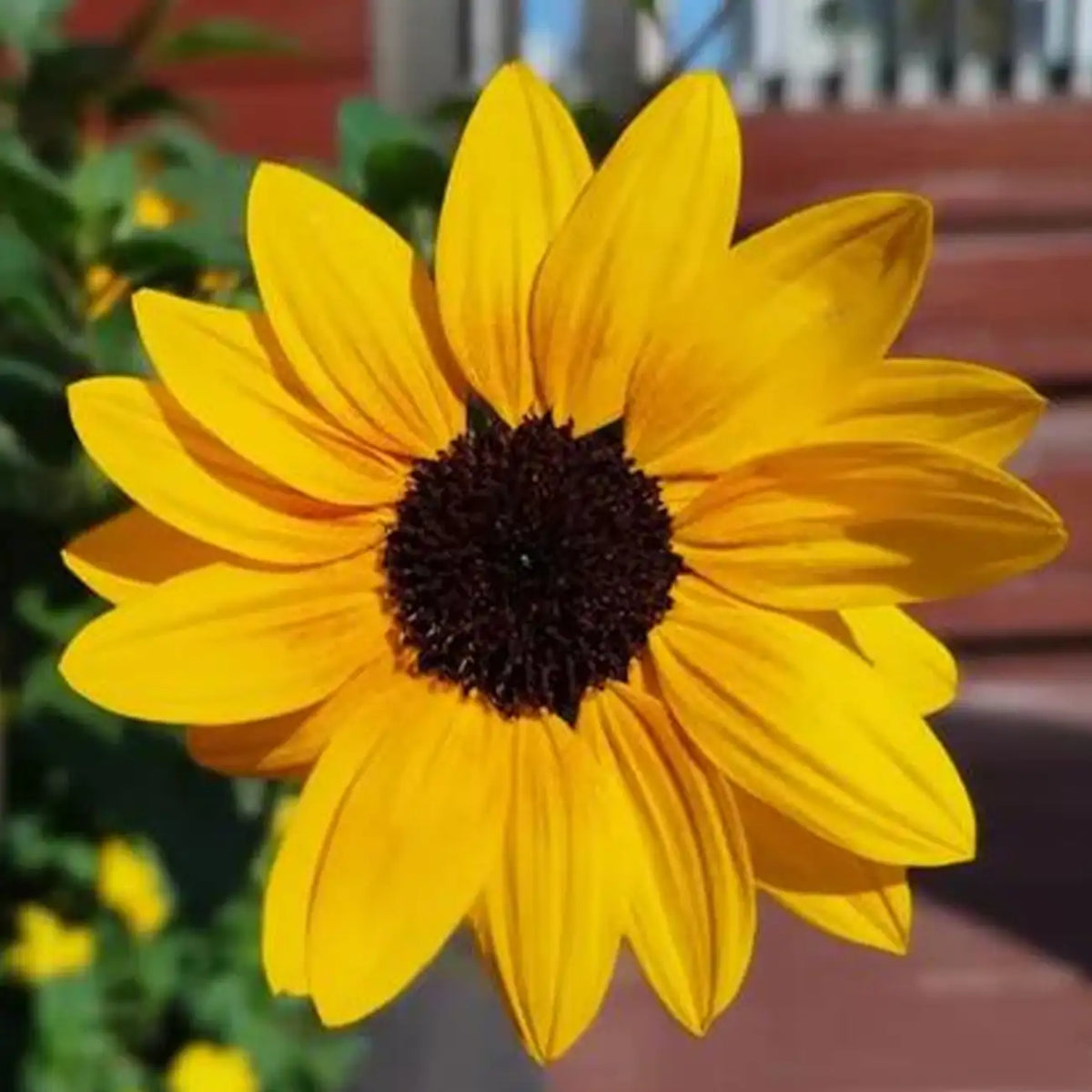 Vincent's Fresh Orange Sunflower Seeds