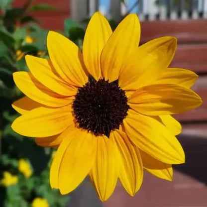 Vincent's Fresh Orange Sunflower Seeds
