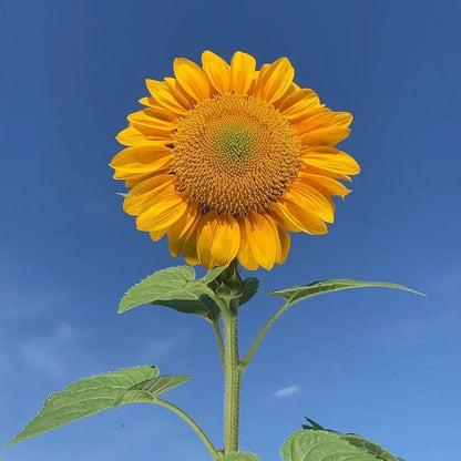 Vincent's Fresh  Sunflower Seeds