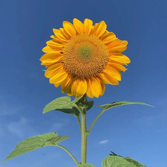 Vincent's Fresh  Sunflower Seeds