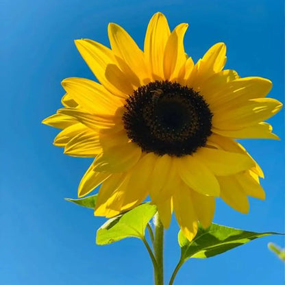 Vincent's Fresh  Sunflower Seeds