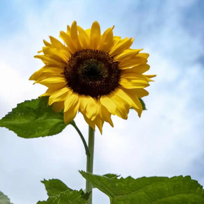 Vincent's Fresh  Sunflower Seeds
