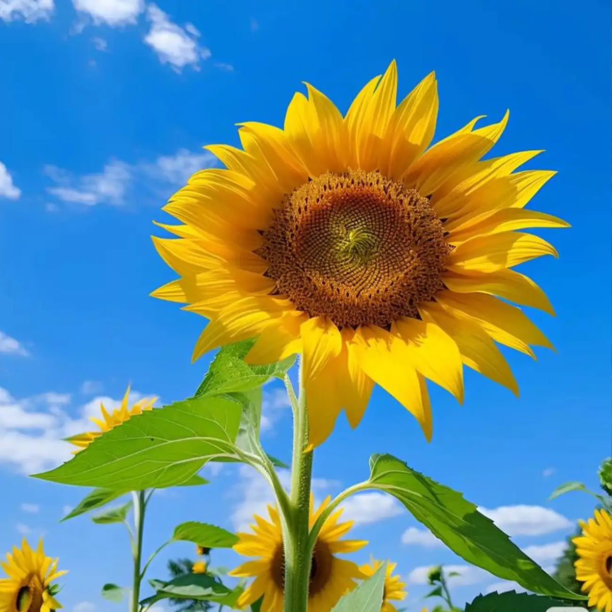 Vincent's Selection Sunflower Seeds-Brilliant Yellow