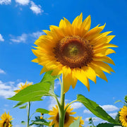 Vincent's Selection Sunflower Seeds-Brilliant Yellow