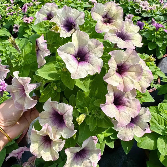 Petunia Seeds - Faded Beauty