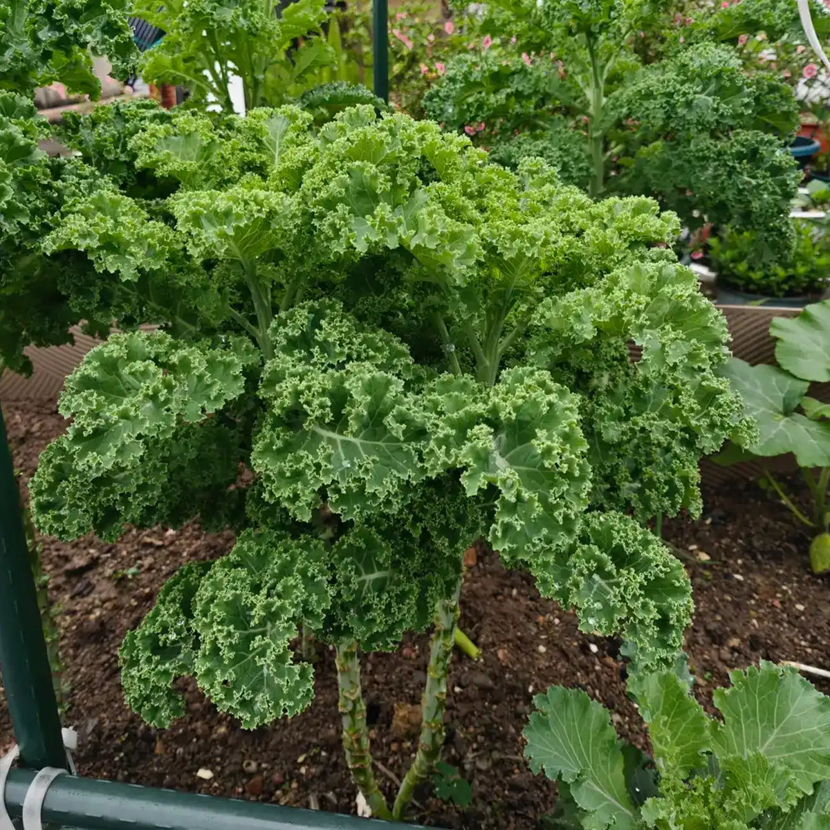 Walking Stick Kale Tree Seeds