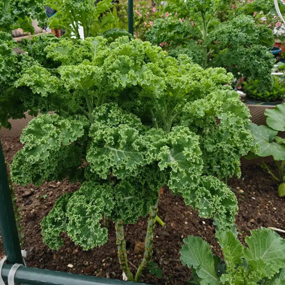 Walking Stick Kale Tree Seeds
