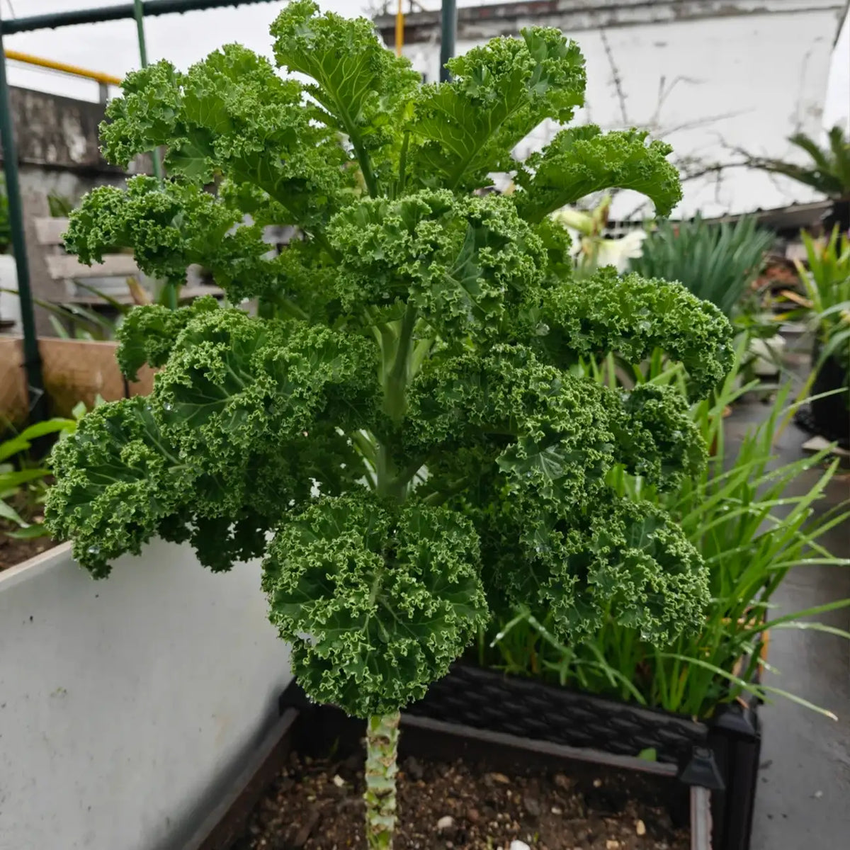 Walking Stick Kale Tree Seeds