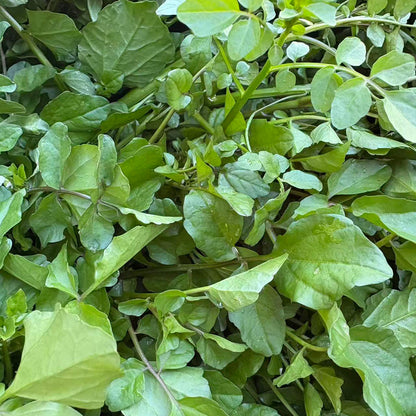 Watercress Seeds