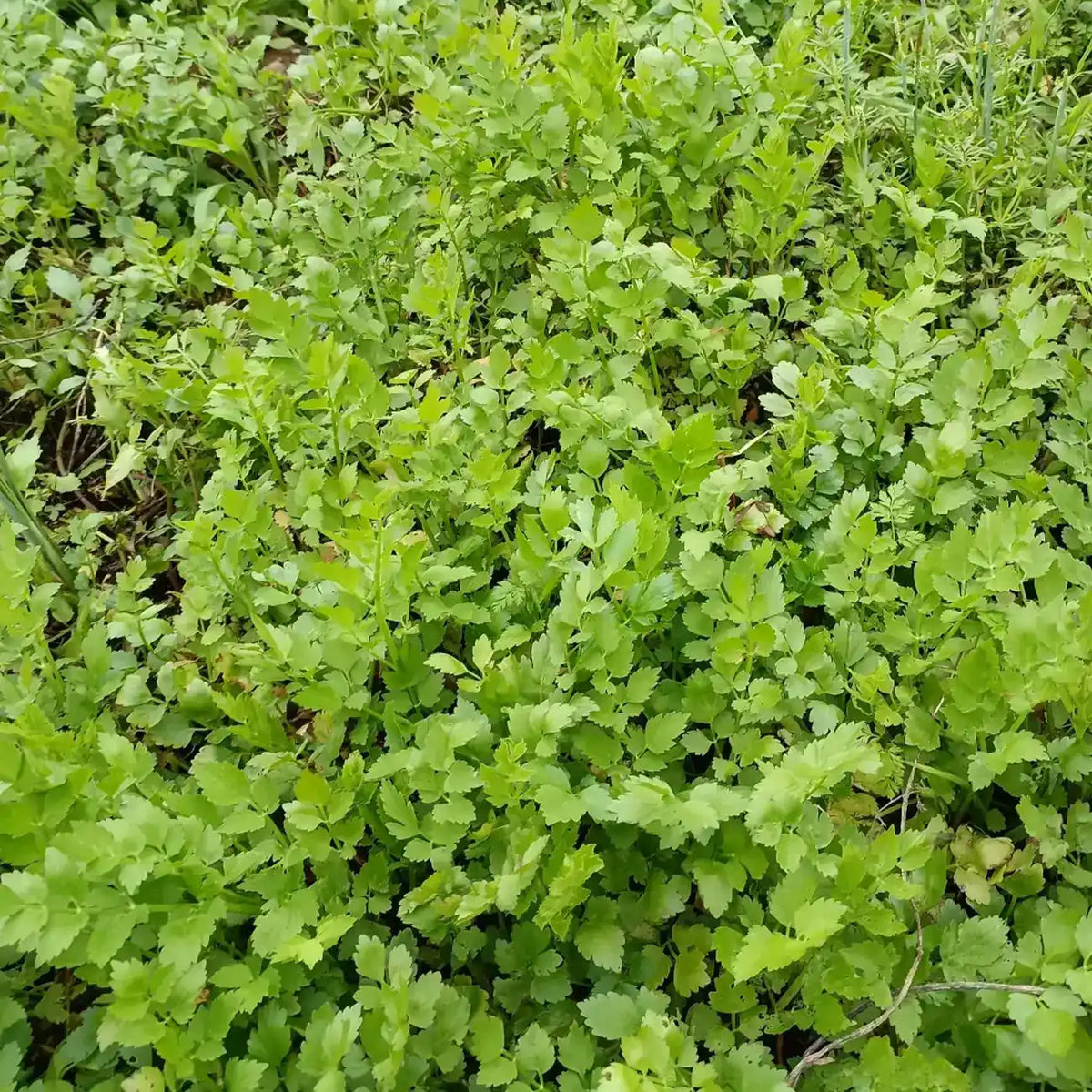 Watercress Seeds