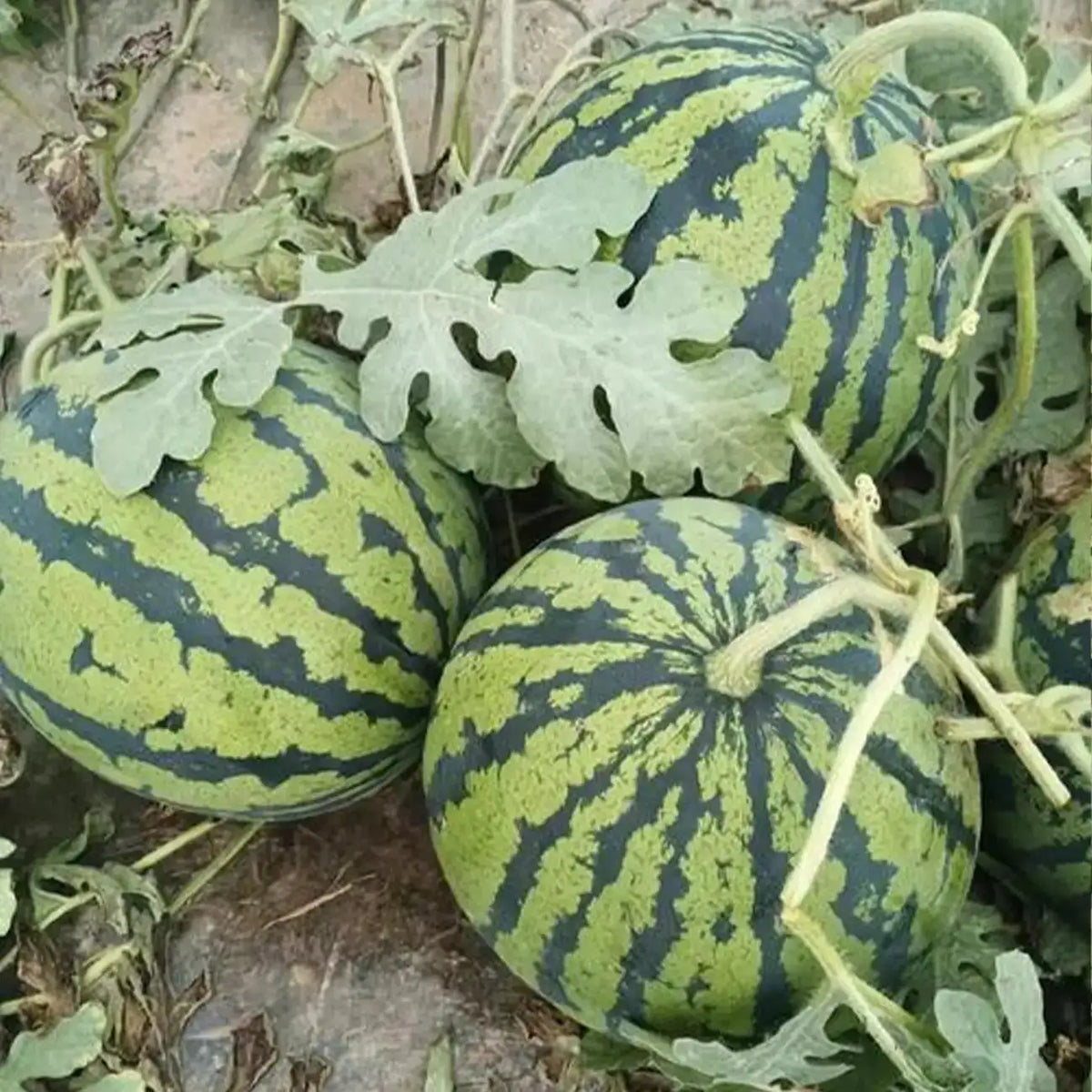 Watermelon Seeds