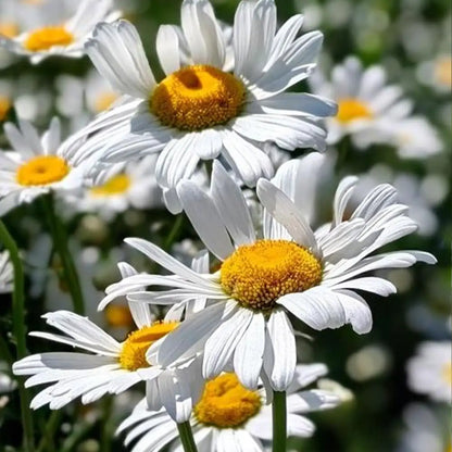 'White Breeze' Shasta Daisy Seeds