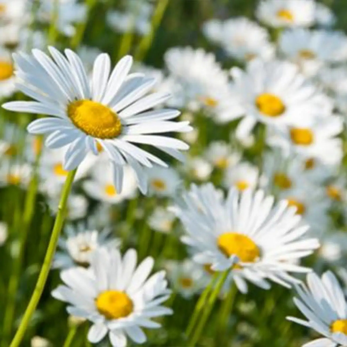 'White Breeze' Shasta Daisy Seeds