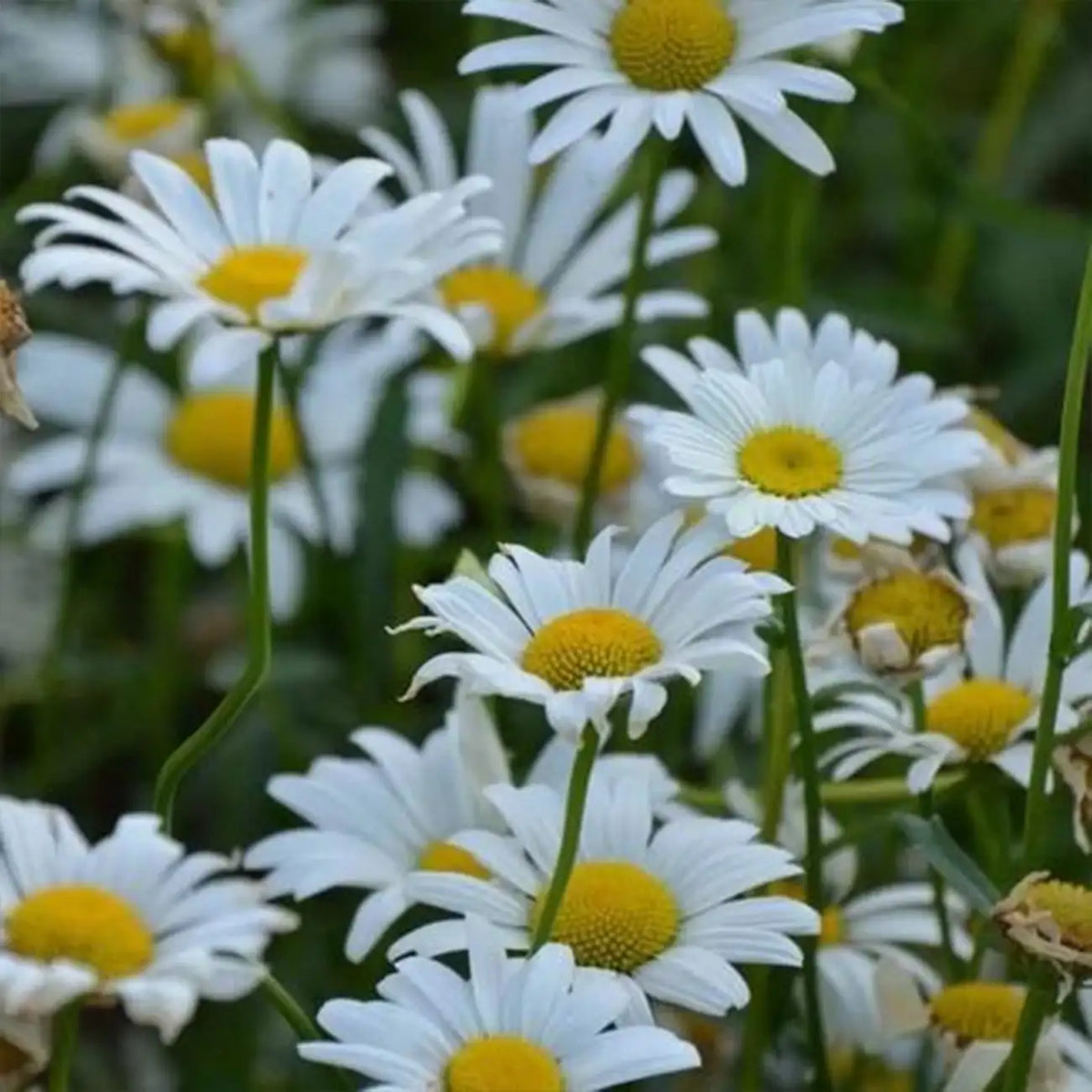 'White Breeze' Shasta Daisy Seeds