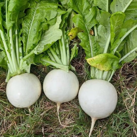 White Lady Hybrid Turnip Seeds