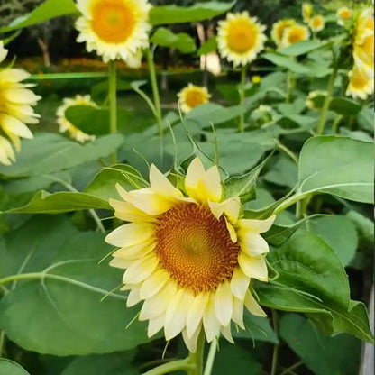 White Lite Sunflower Seeds