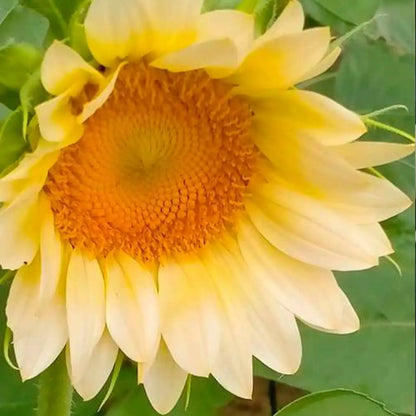 White Lite Sunflower Seeds