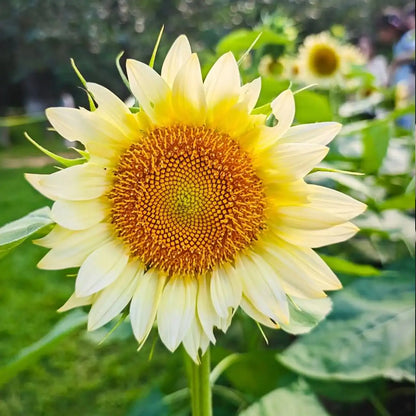 White Lite Sunflower Seeds