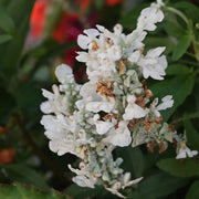 White Salvia Seeds