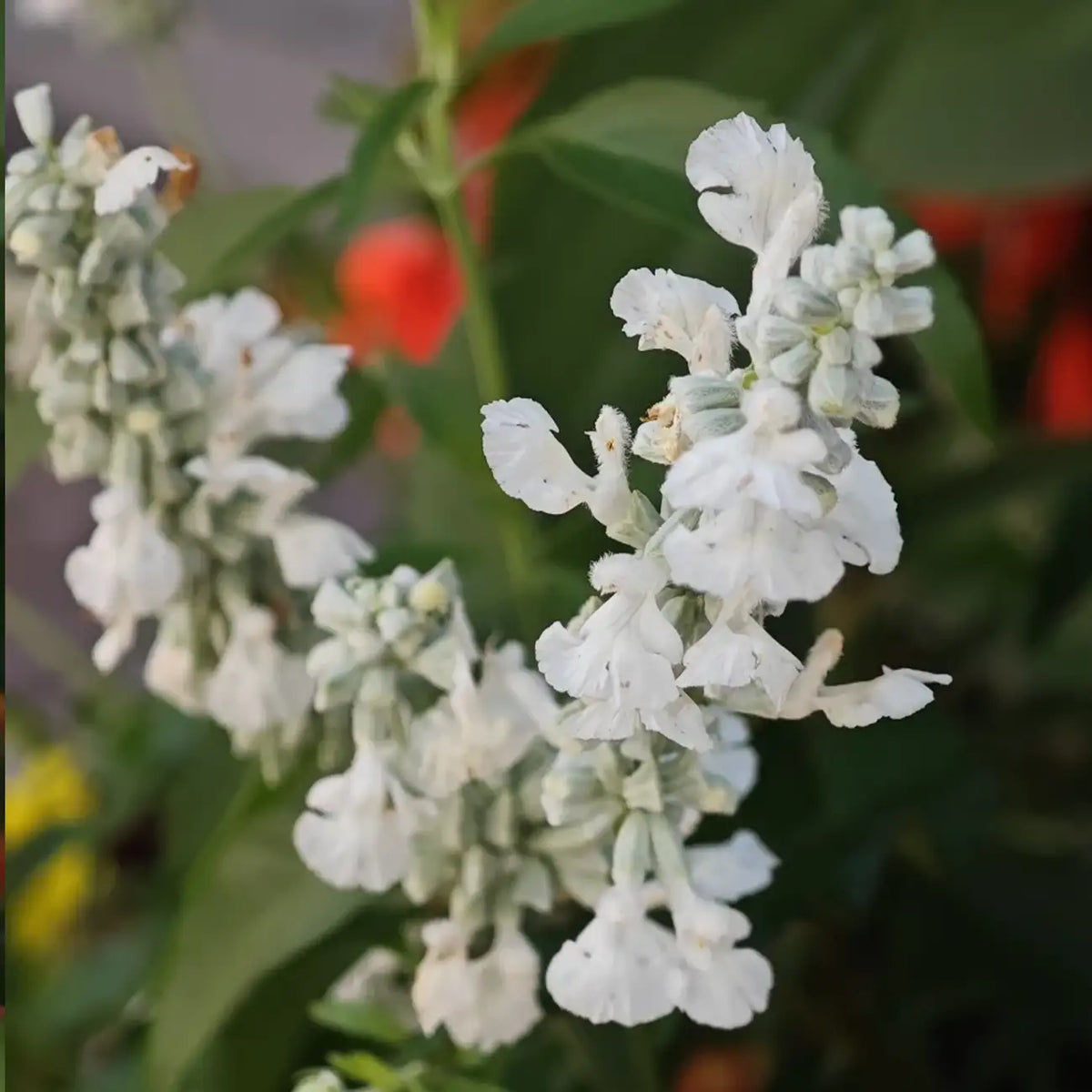 White Salvia Seeds