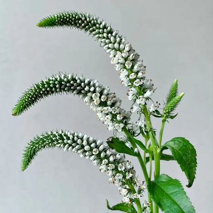 White Salvia Seeds