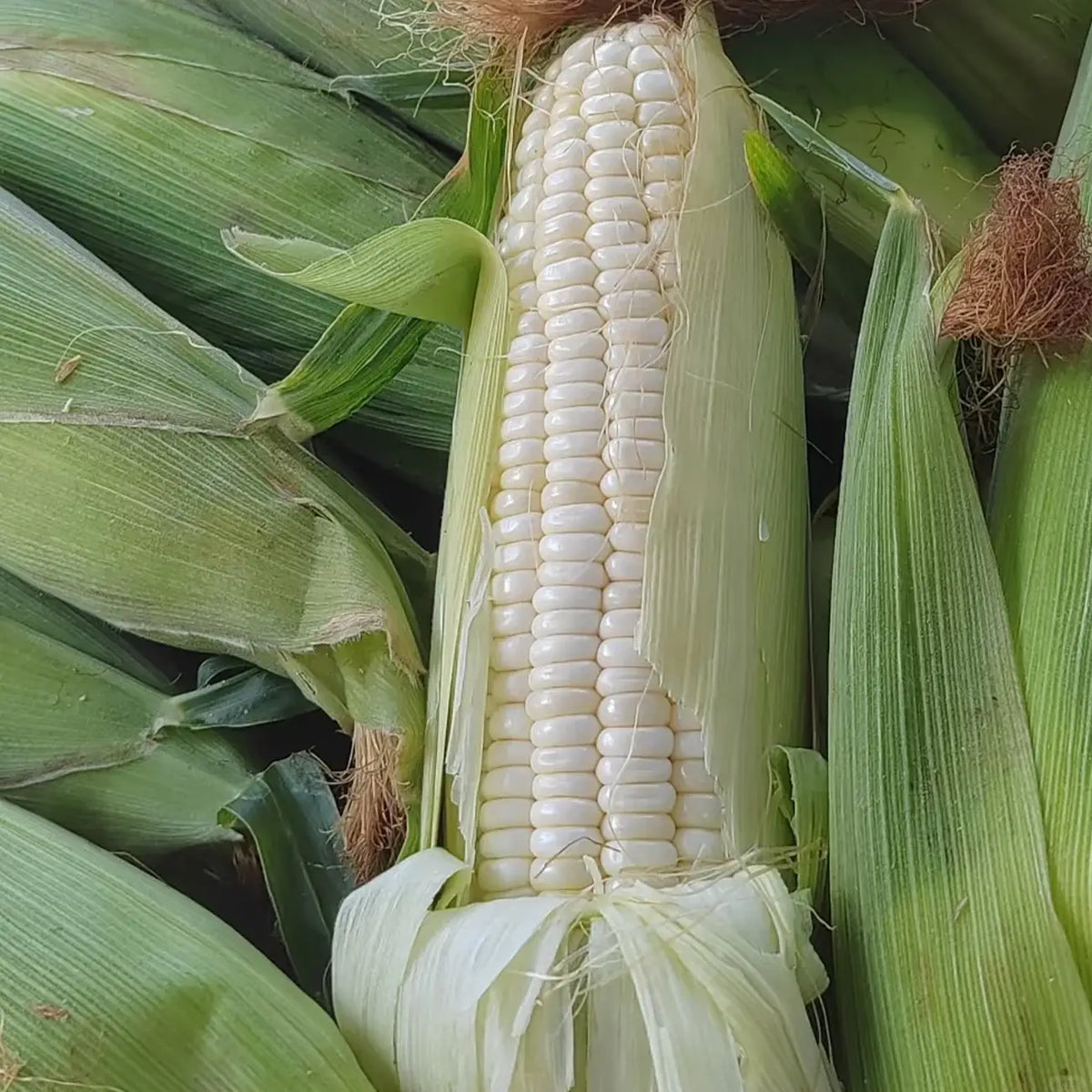 White Corn Seeds