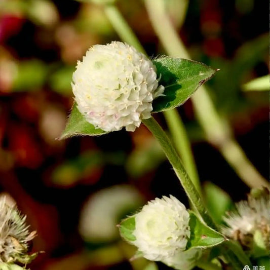 White Gomphrena Seeds
