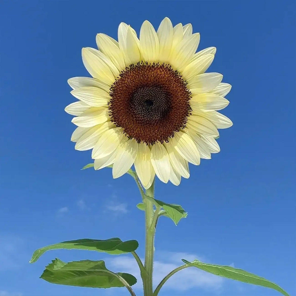 White Lover Sunflower Seeds