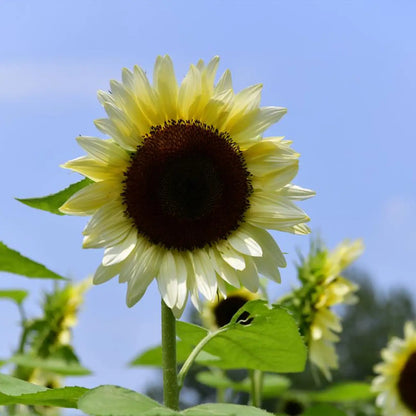 White Lover Sunflower Seeds