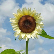 White Lover Sunflower Seeds