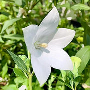 White Platycodon Seeds