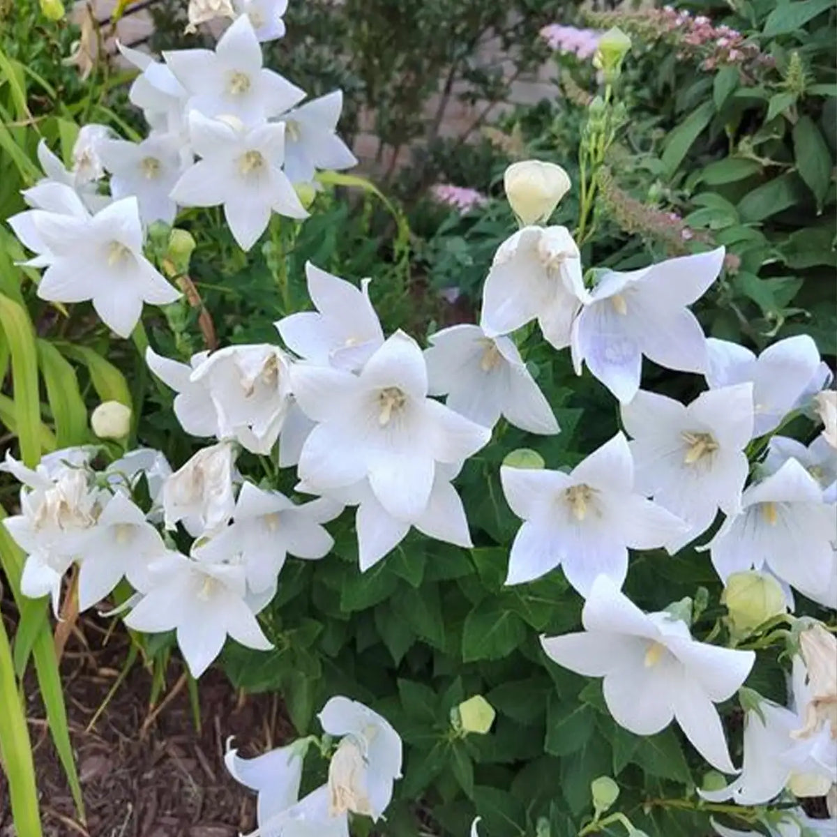 White Platycodon Seeds