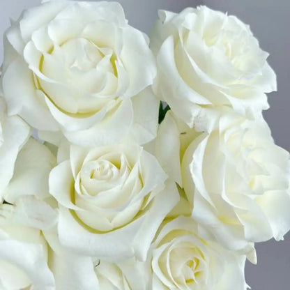 White Snow Mountain Rose Seeds