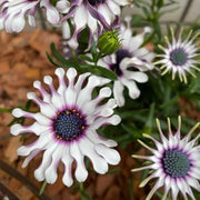 White Spoon Series Marigolds Seeds