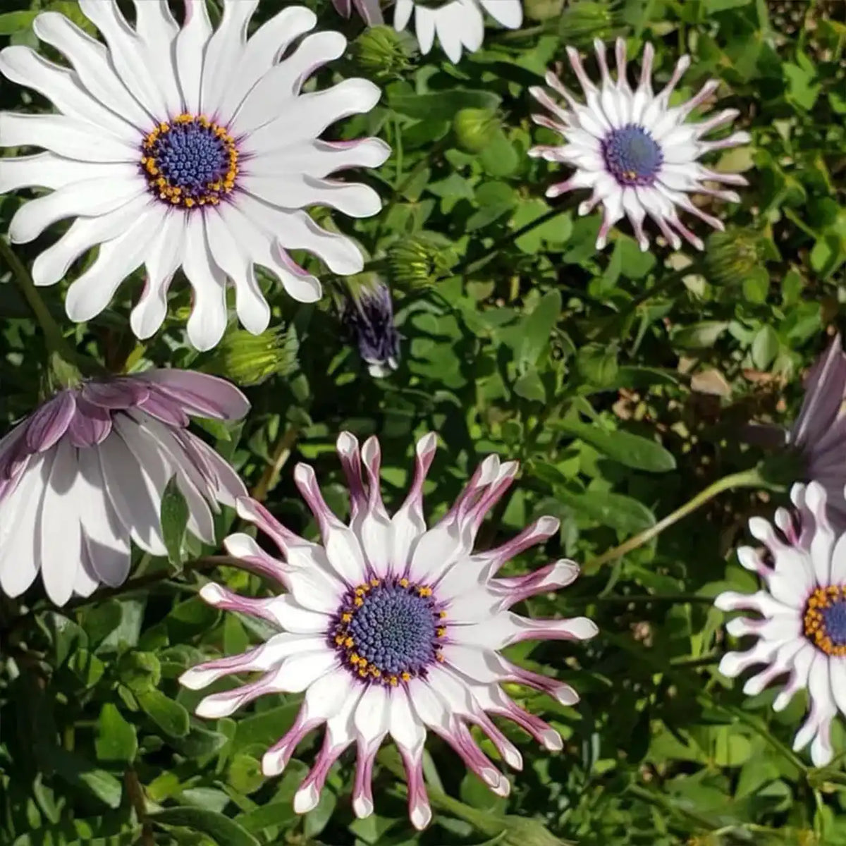 White Spoon Series Marigolds Seeds
